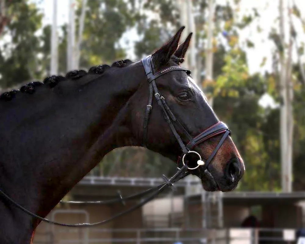 Tall, Dark and Handsome Hanoverian gelding