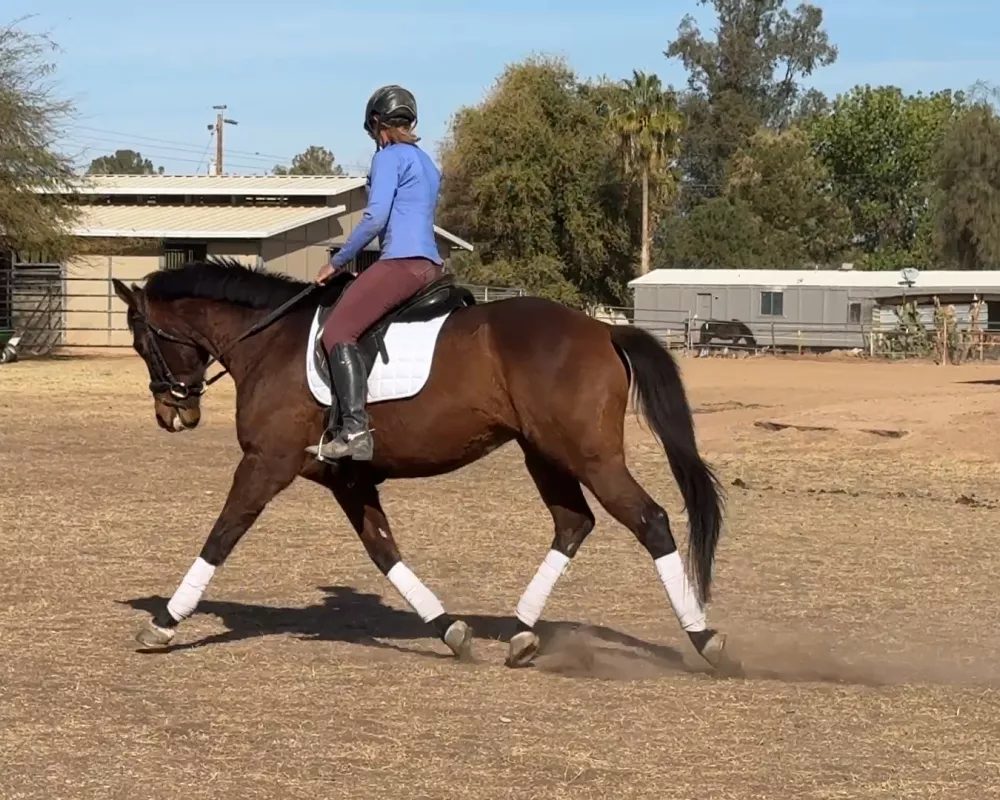 Medium Trot