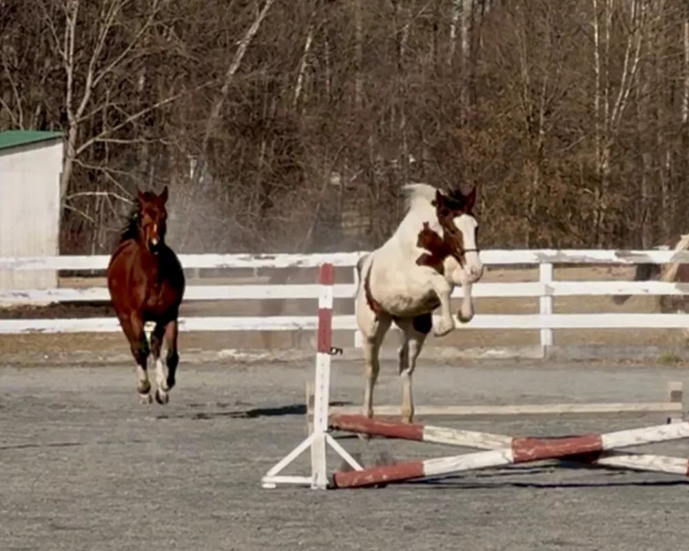 She chose to jump while free in the ring 