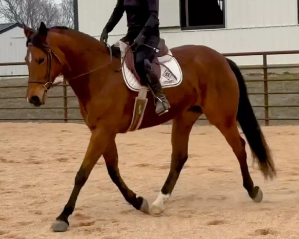 Epona trot left