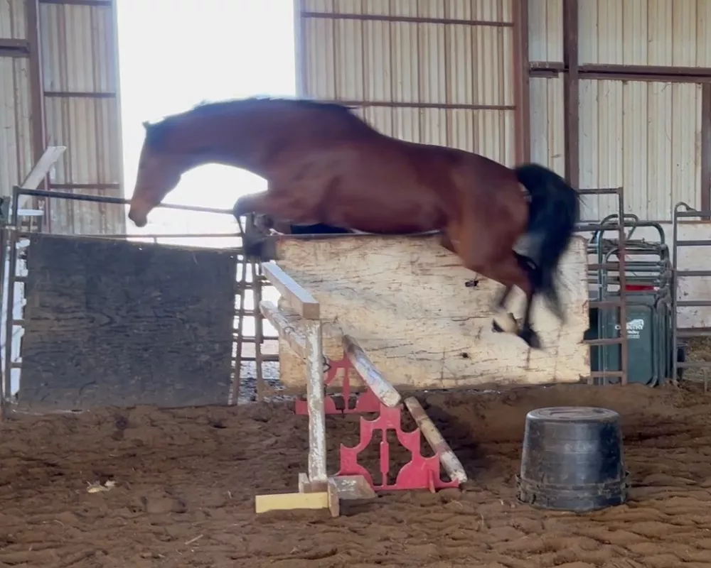 Epona free jump