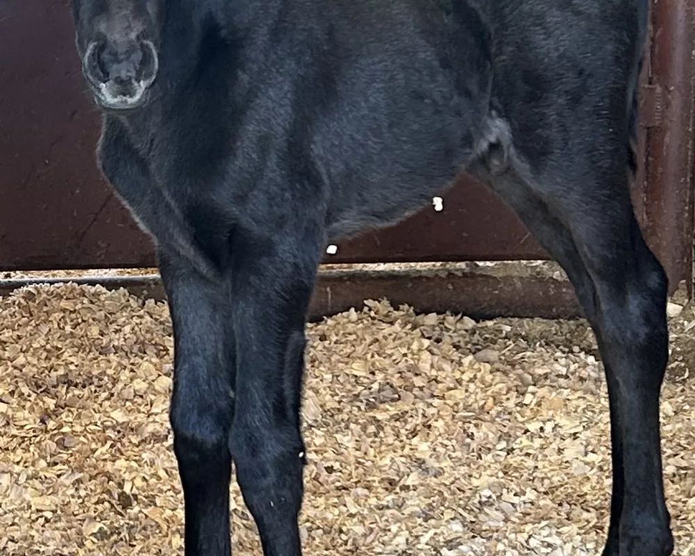 TGS Onyx Prince (2023 foal photo)