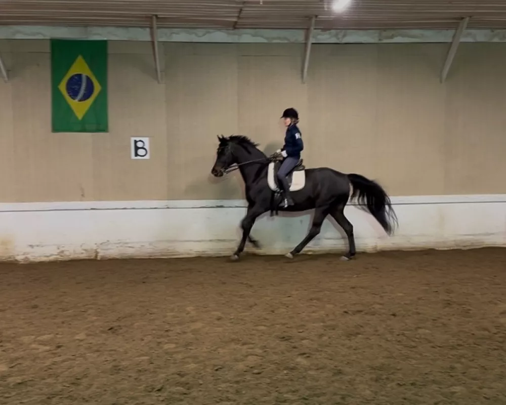 Canter