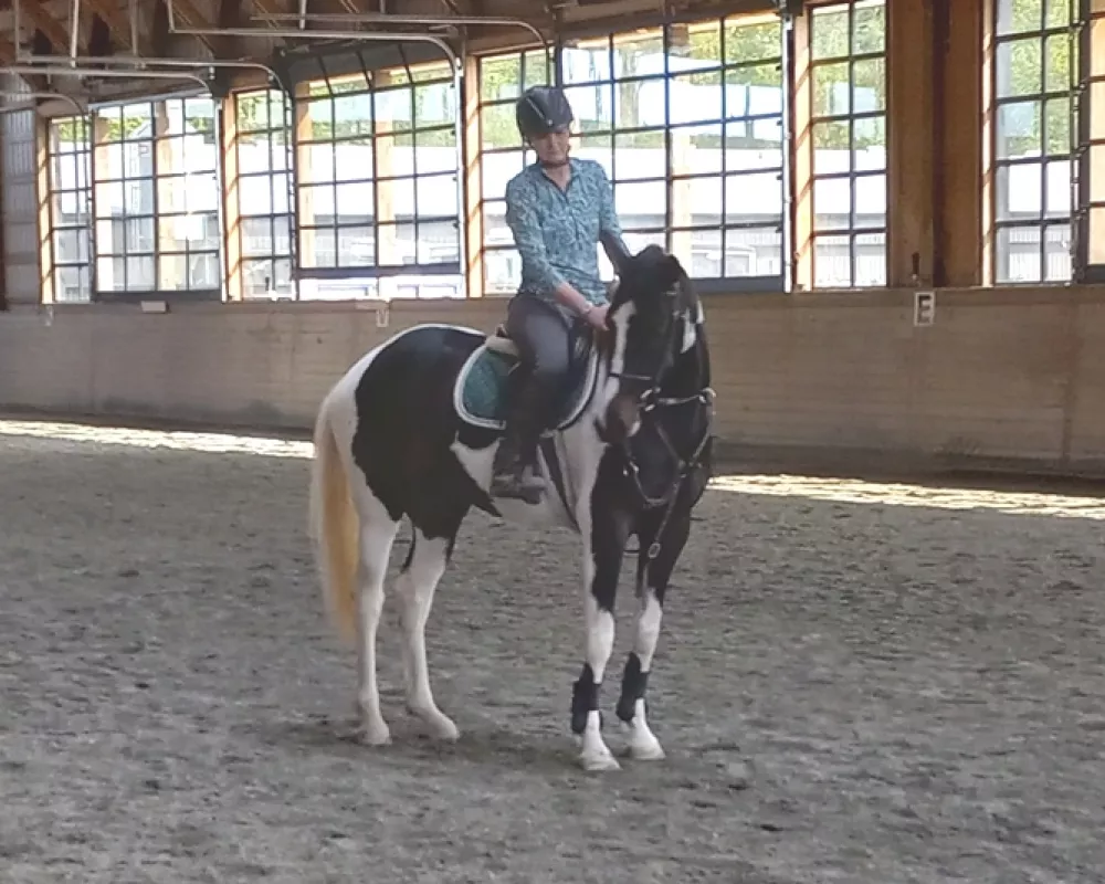 Vogue...day 5 of being ridden