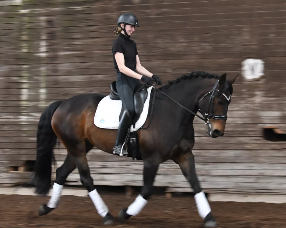 Saphira trotting