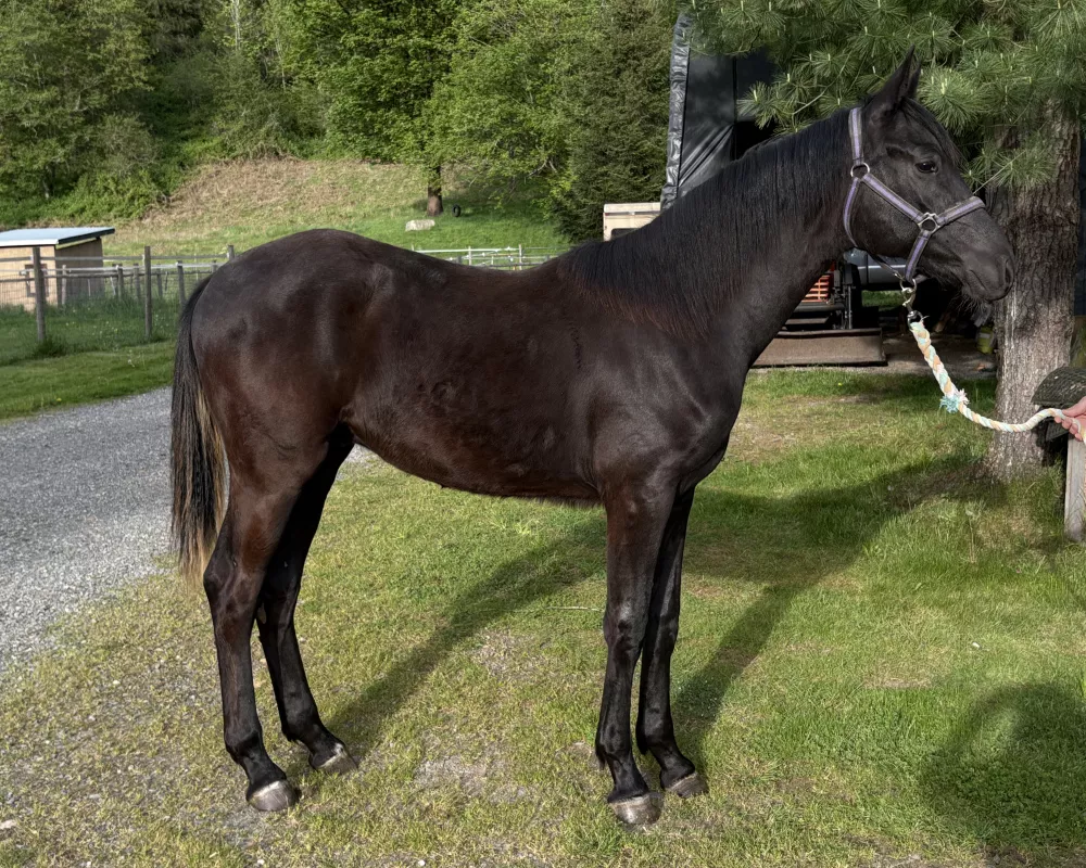 Dark Bay yearling Oldenburg gelding