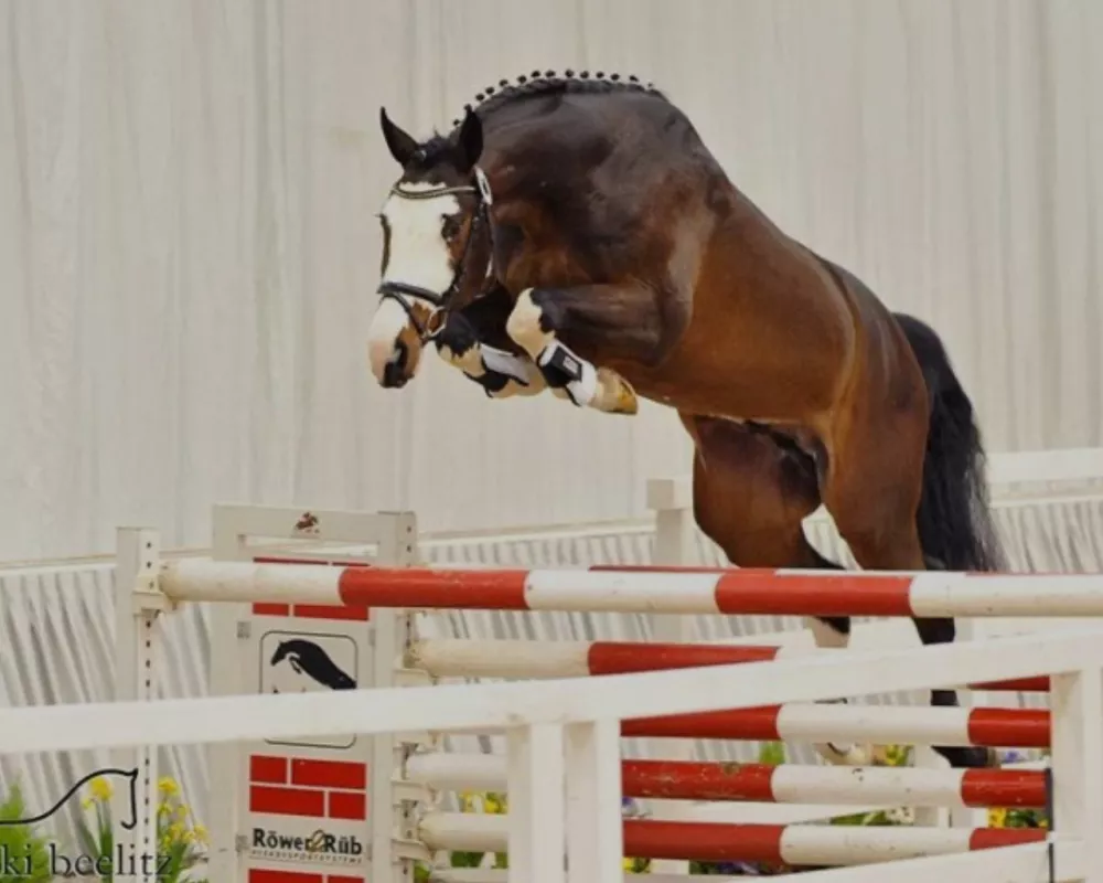 Sire