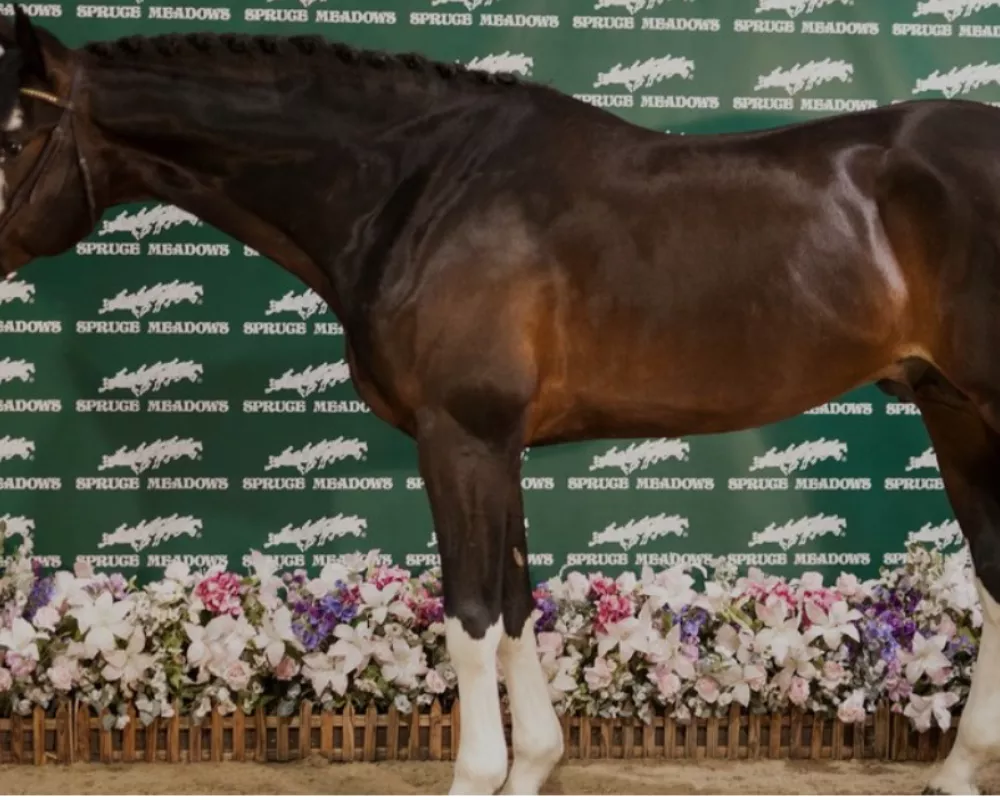 Sire