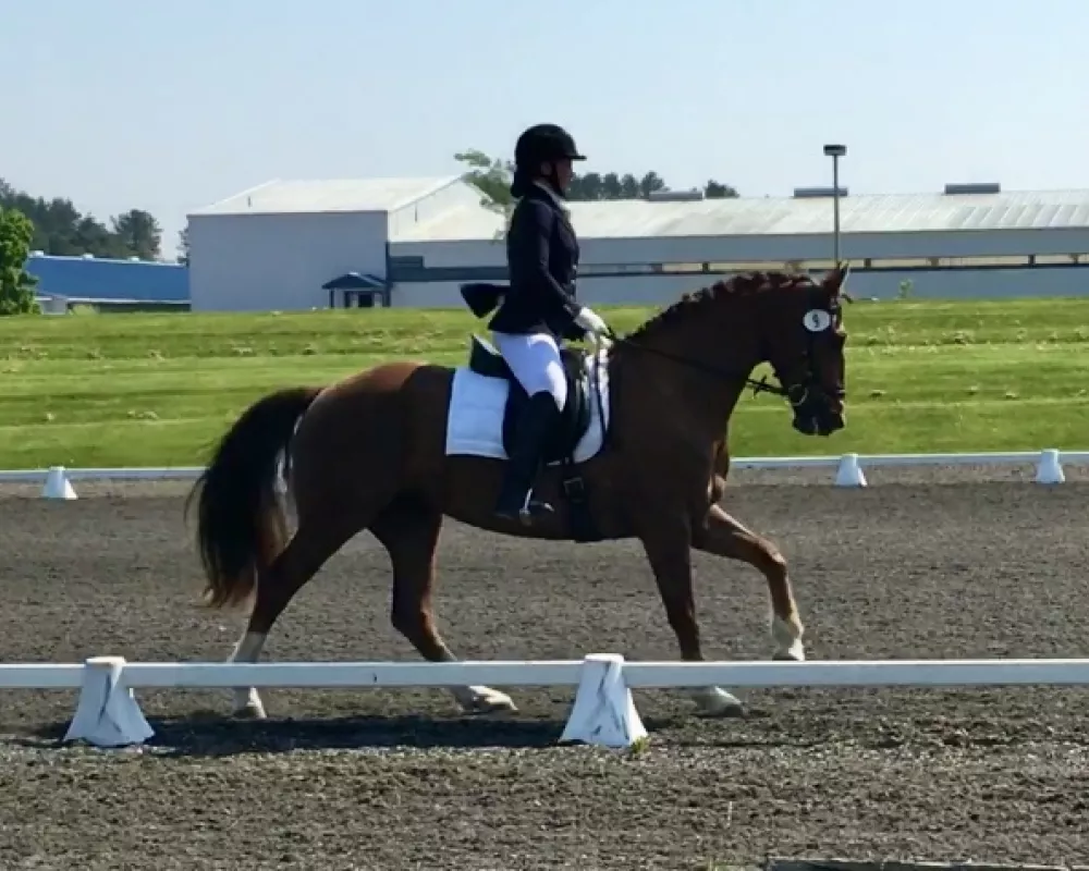 Dressage show