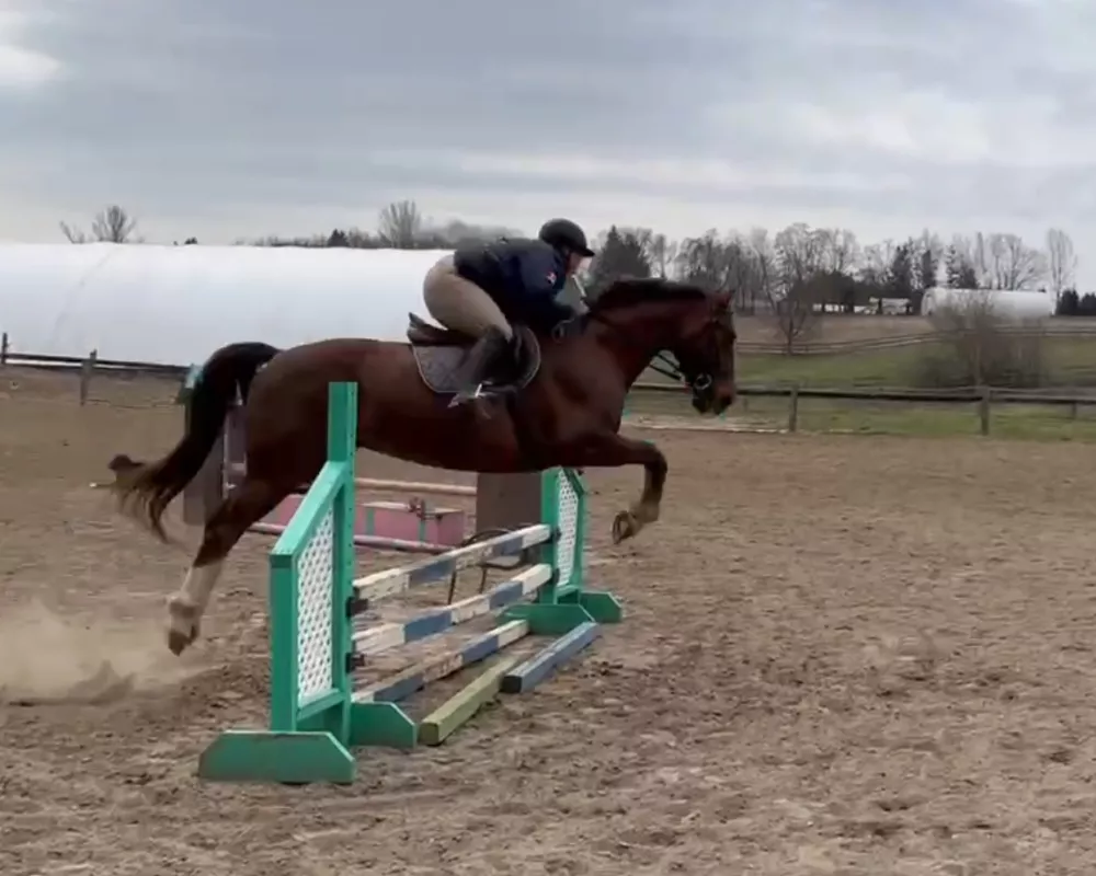 Hanna schooling