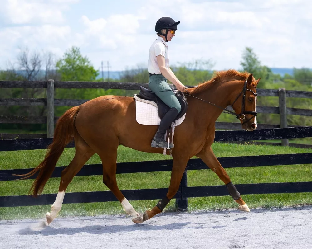 Sequin trot outdoor 2