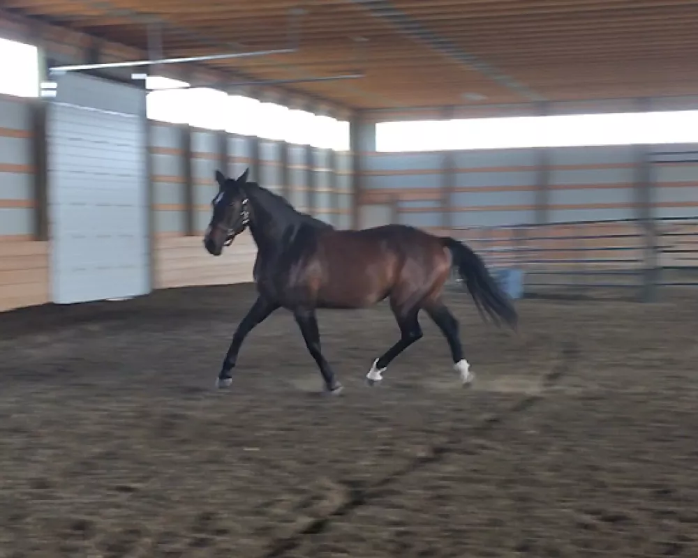 Tiffany, trot loose