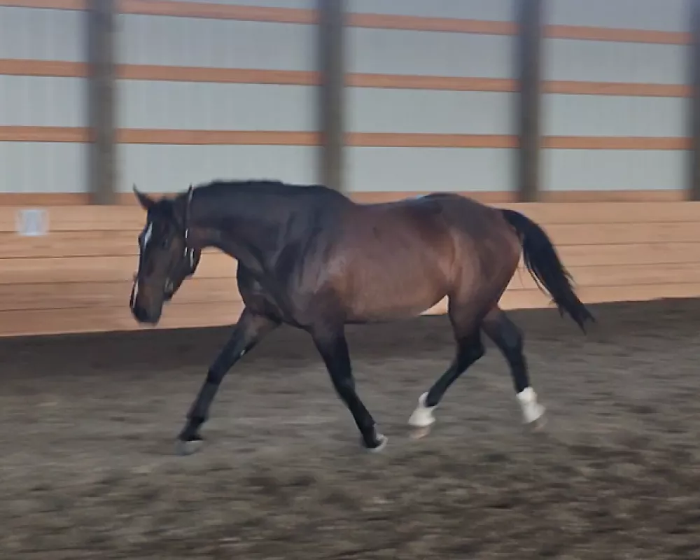 Tiffany, trot loose 2