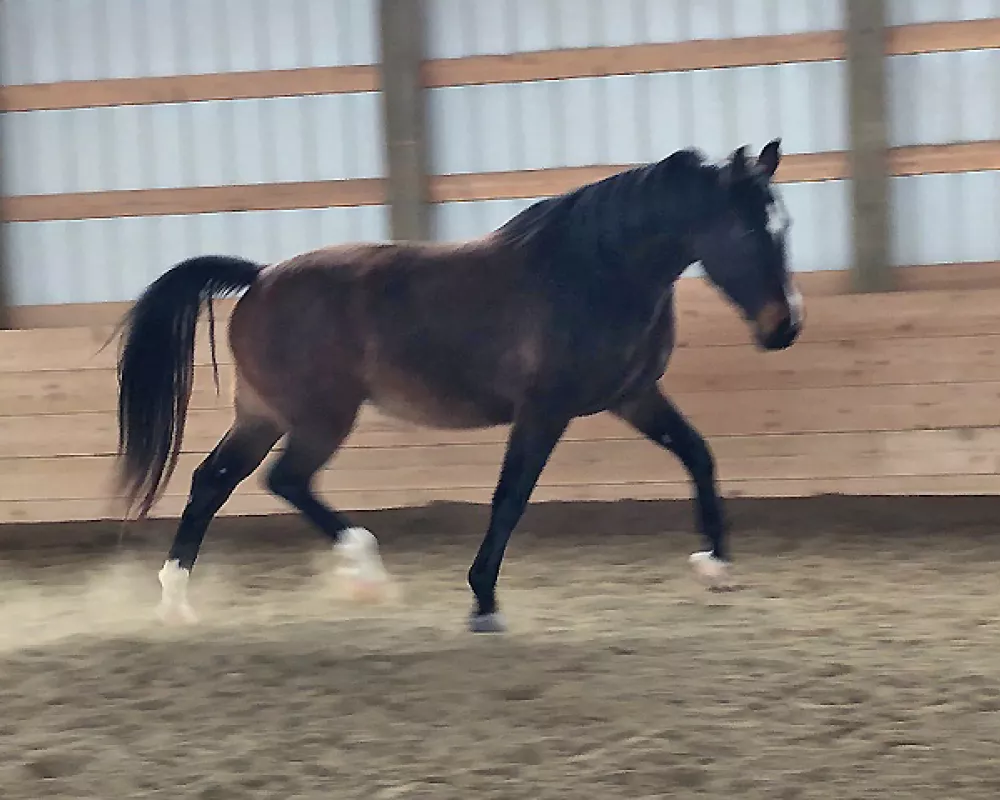 Tiffany, trot loose 3