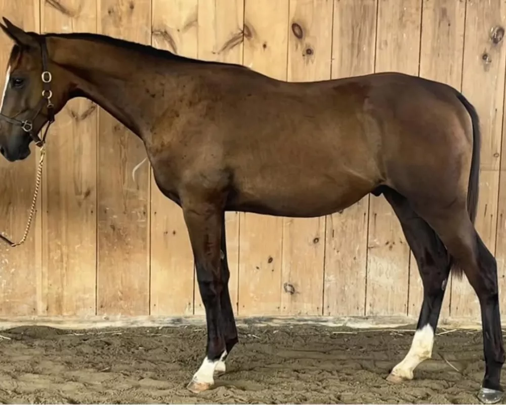 yearling
