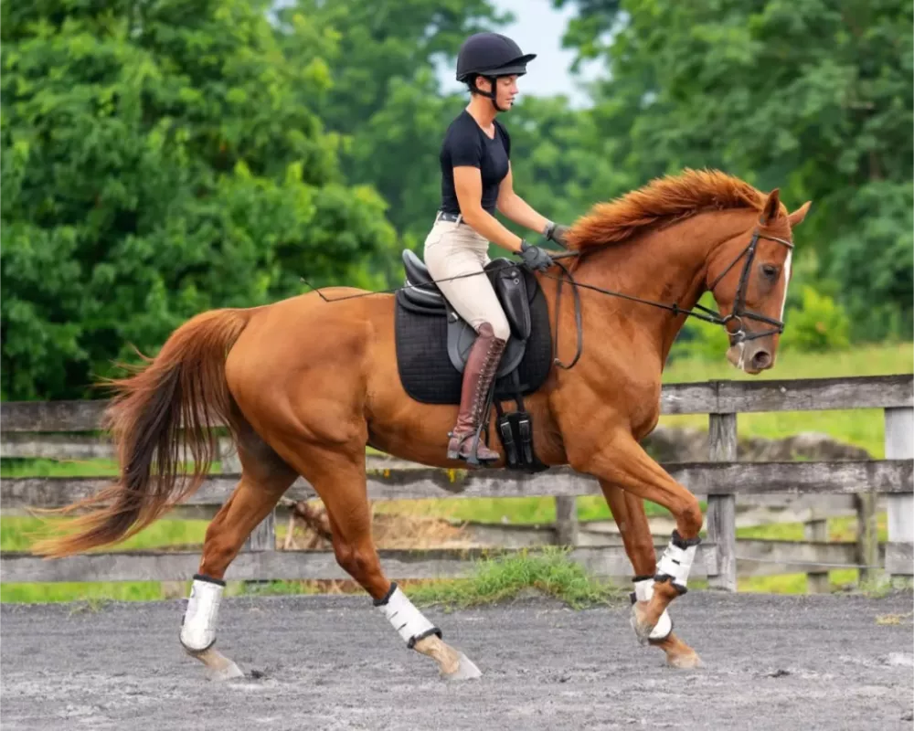 Homer dressage
