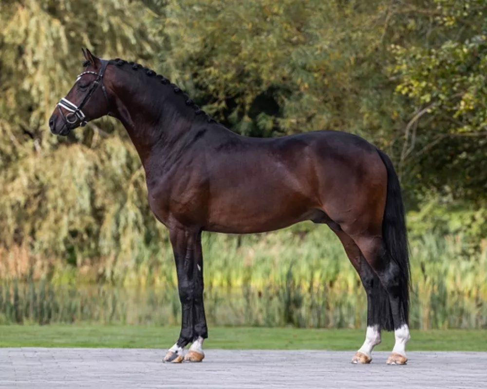 Sire 