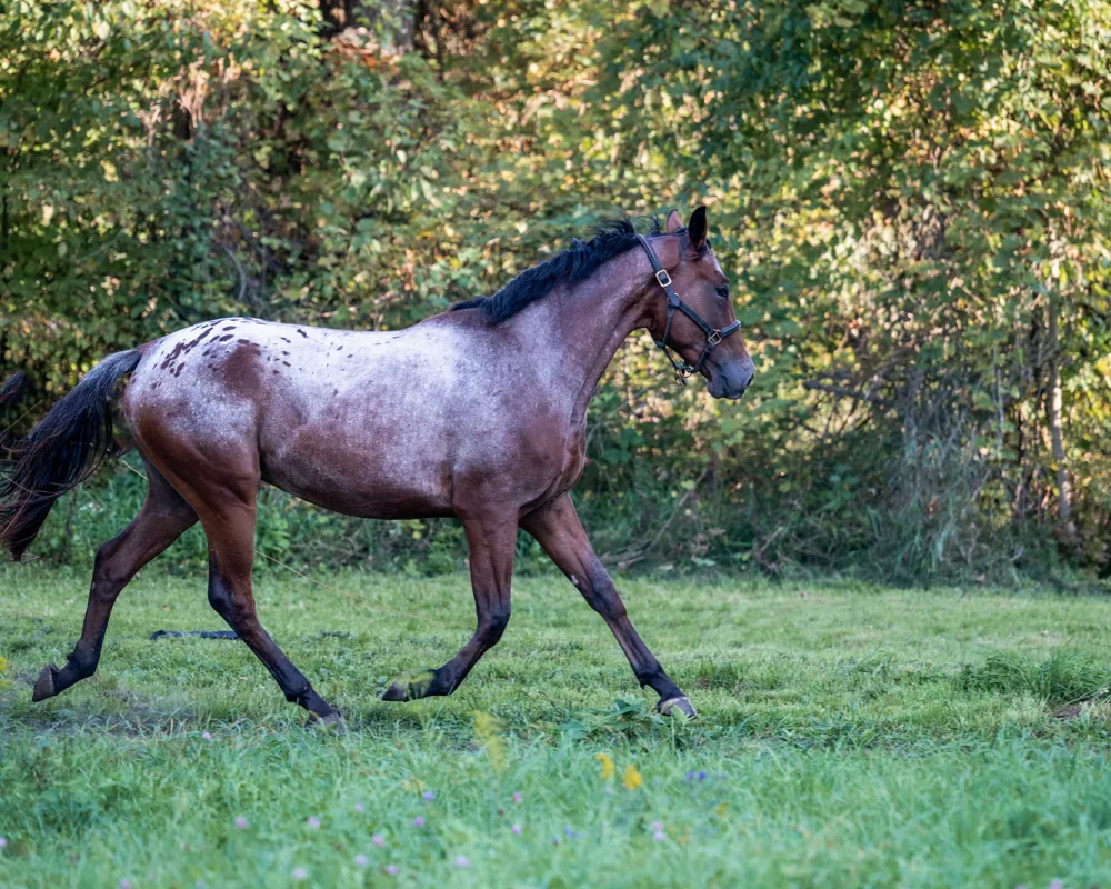 Knabstrupper gelding