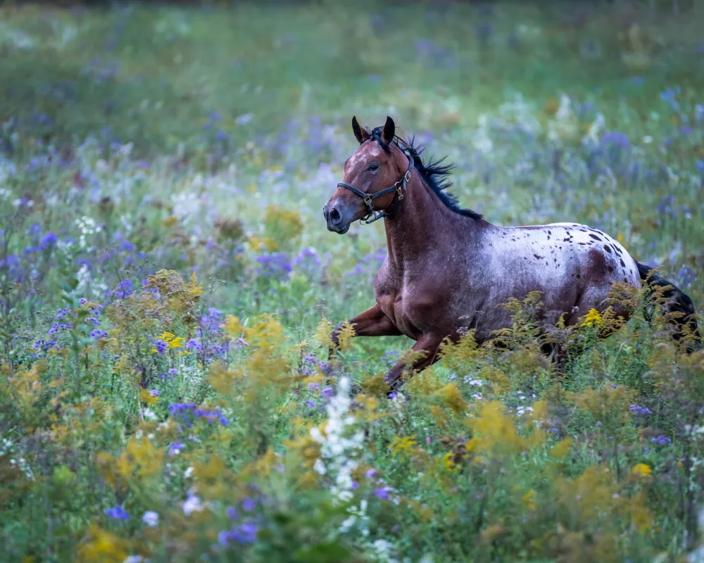 Knabstrupper gelding