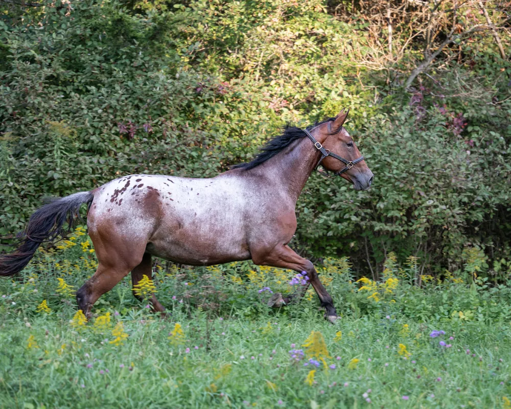 Knabstrupper gelding