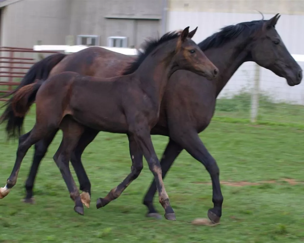 Serene as a foal with dam EM Halleluja HA by His Highness