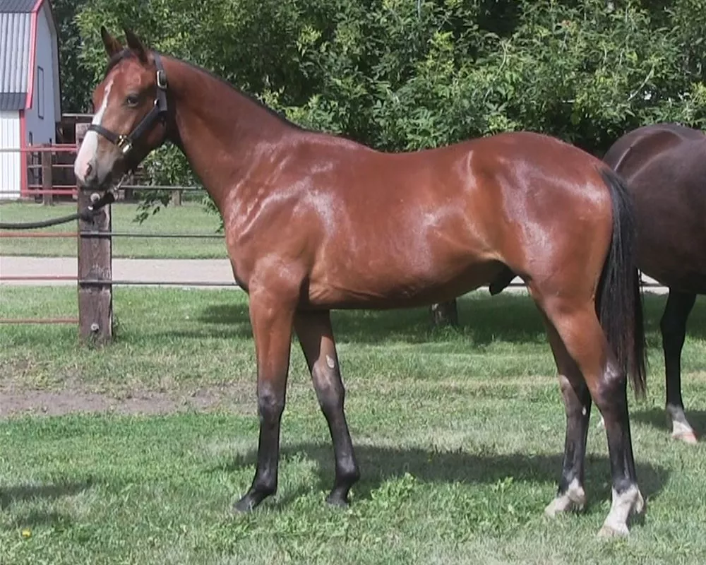 Yearling in 2018