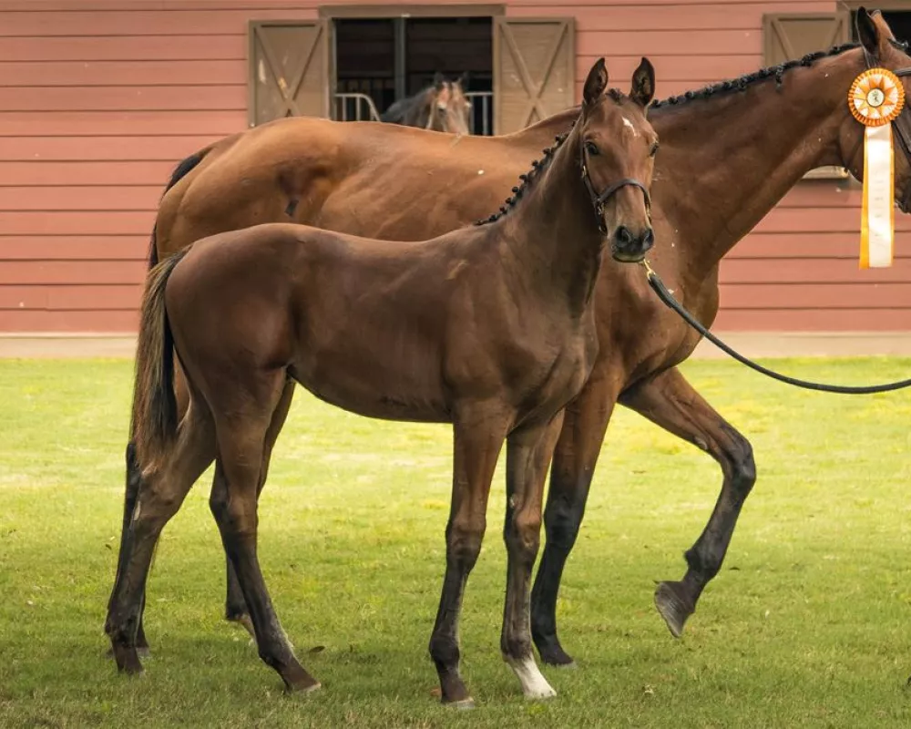 Arezzo x Indoctro Filly Warmblood Sales