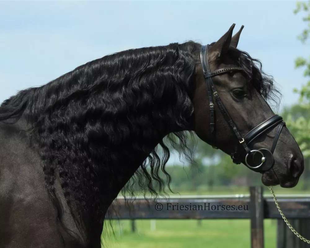 Udo - Friesian gelding for sale