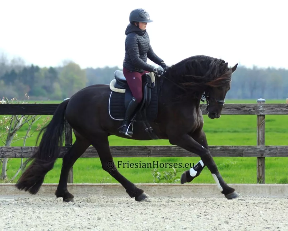 Udo - Friesian gelding for sale