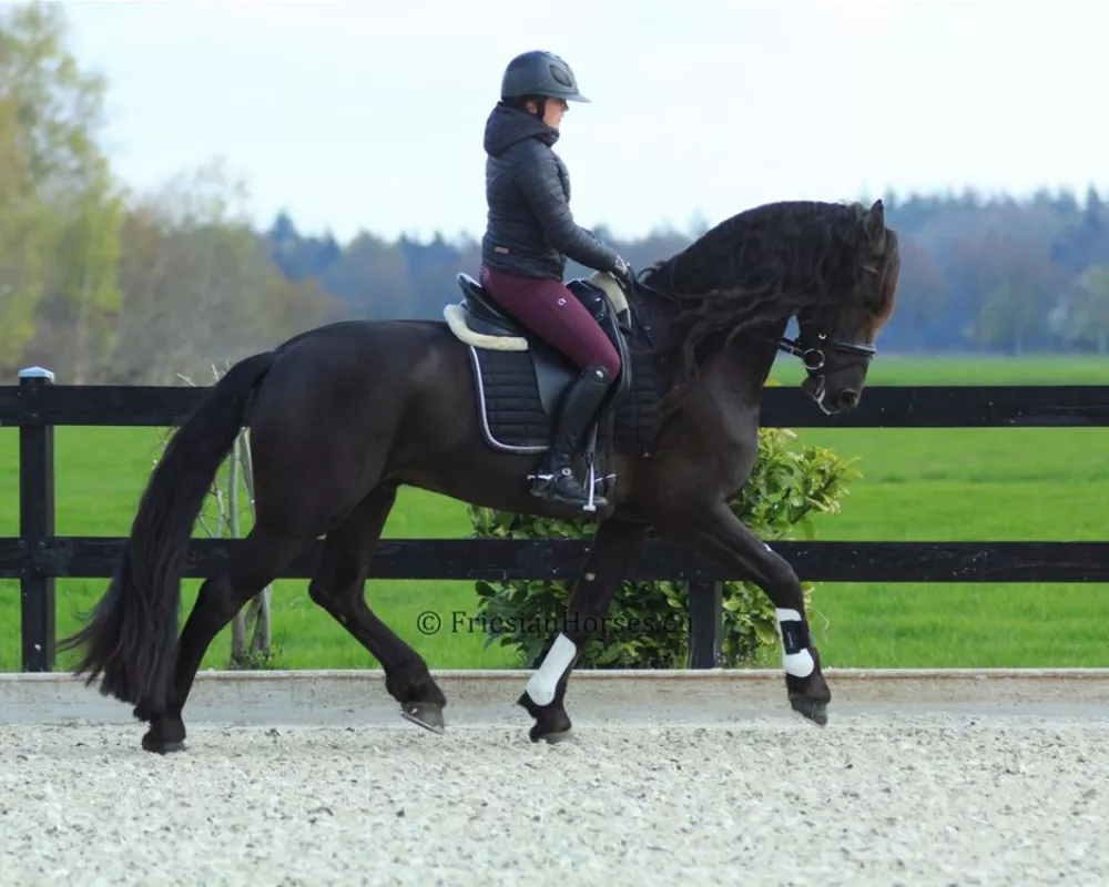 Udo - Friesian dressage horse for sale