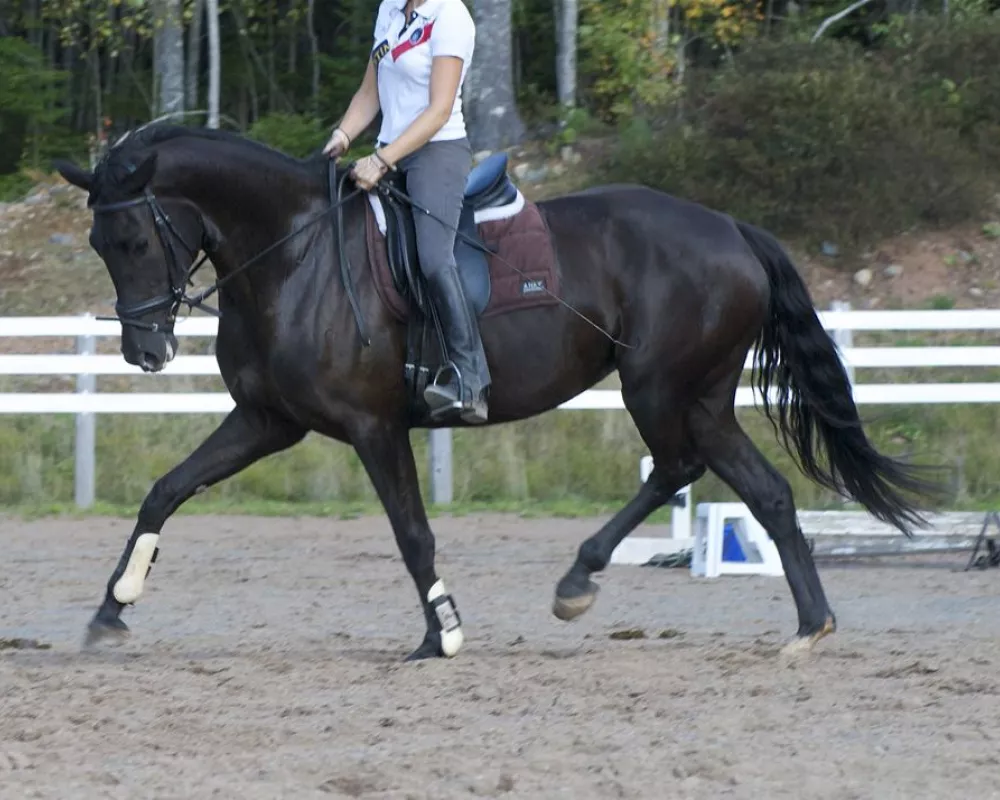 Bosanova NSN under saddle as 5 year-old