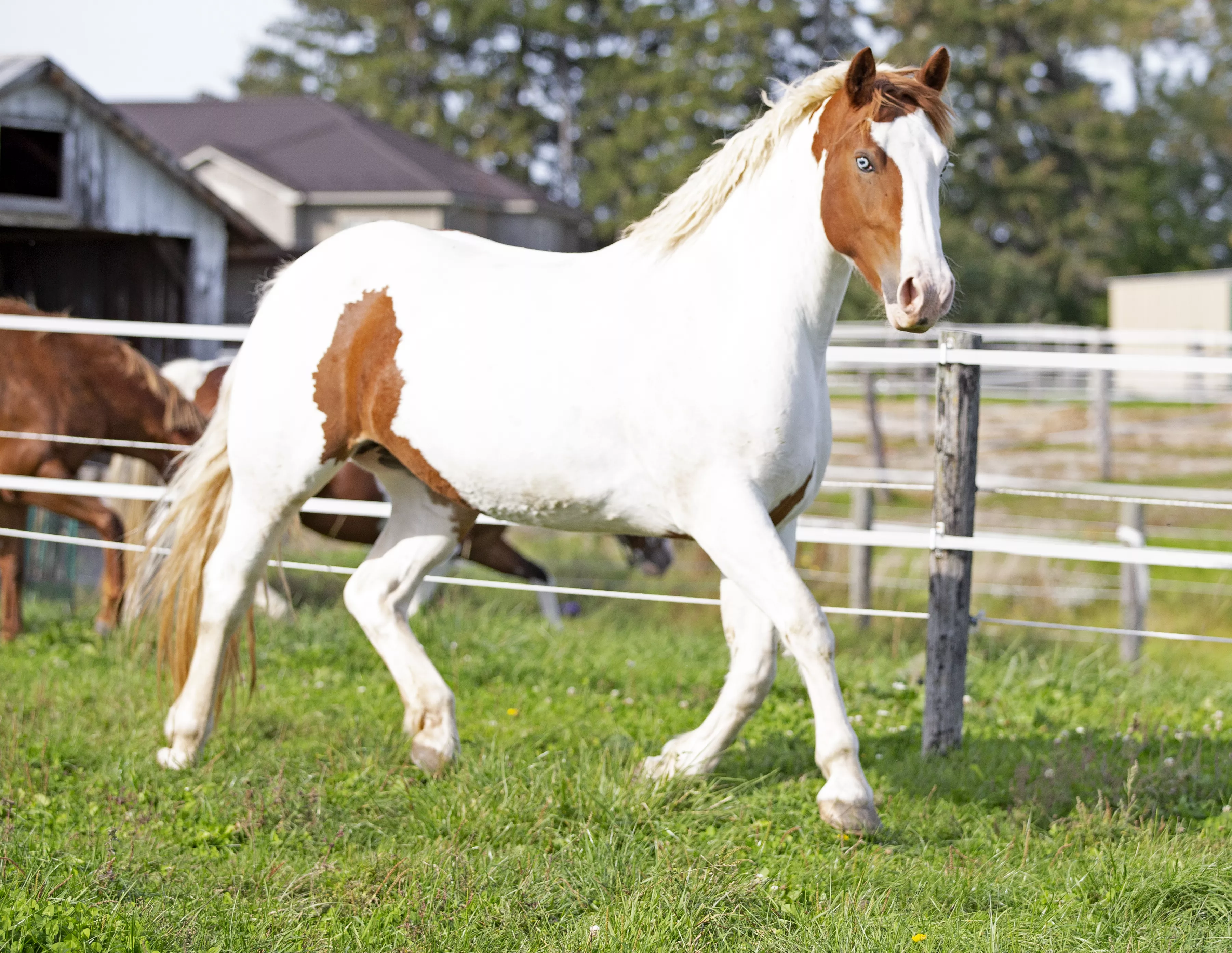 Good Luck Judy | Warmblood Sales