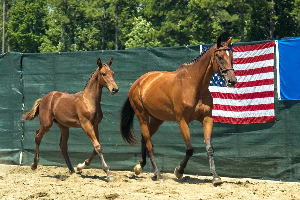 Arezzo x Indoctro Filly Warmblood Sales