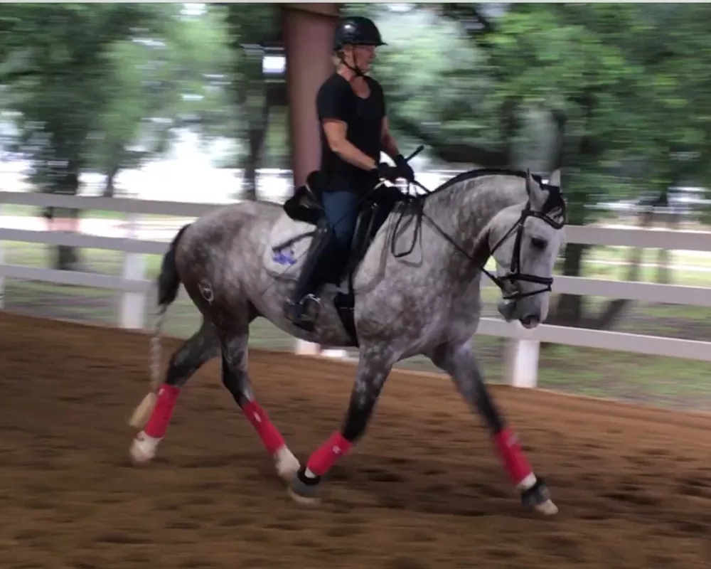 Habanero under saddle 