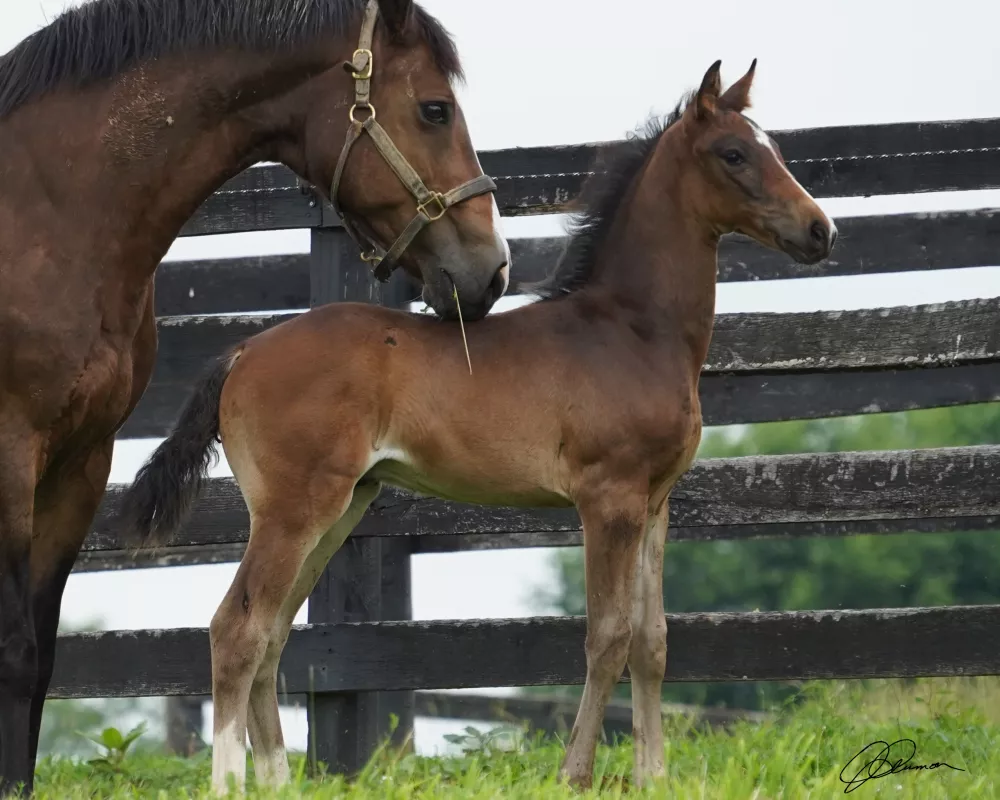 Cerulean Odeo, Totilas Grandson, Dutch Warmblood Colt