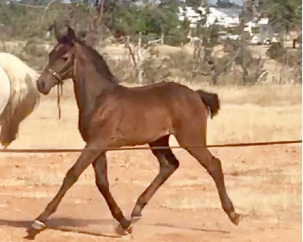 Floating trot