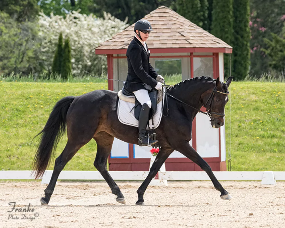 Royal Rhapsody US Trot