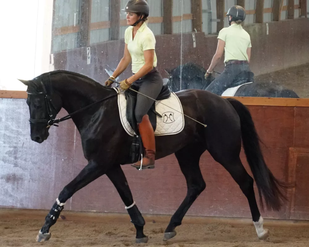 60 days under saddle