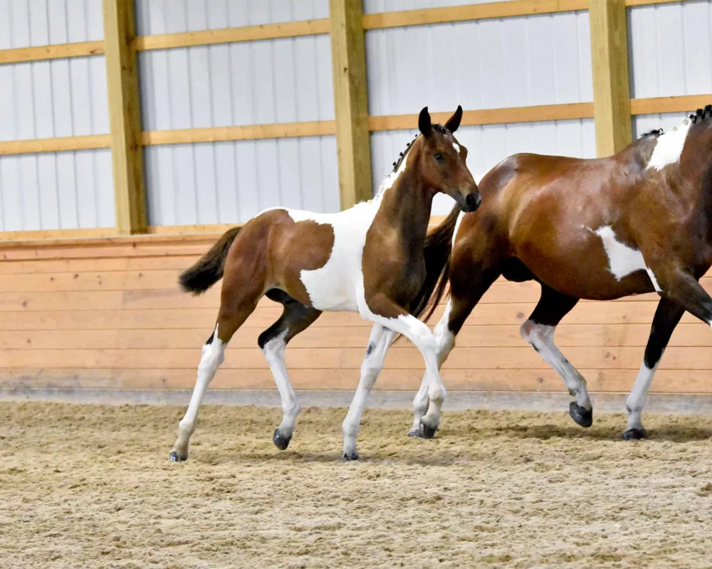 www.LastingStarEquestrian.com/tritons-reign-lse