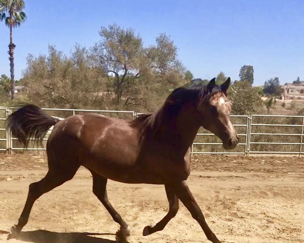 Big floating stride