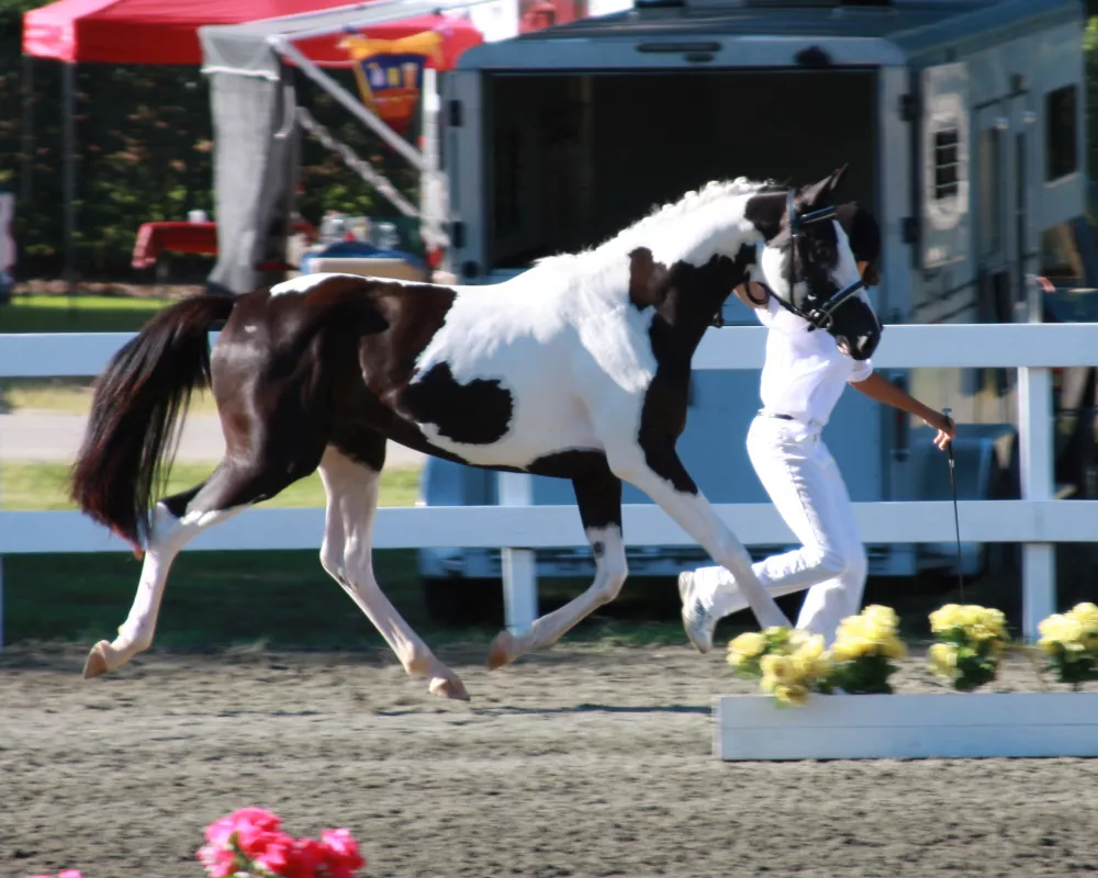 2019 labor of love show-Reserve Grand Champion