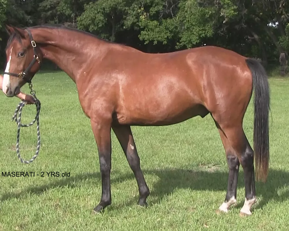 Maserati - 2 yrs. old, Aug. 2019