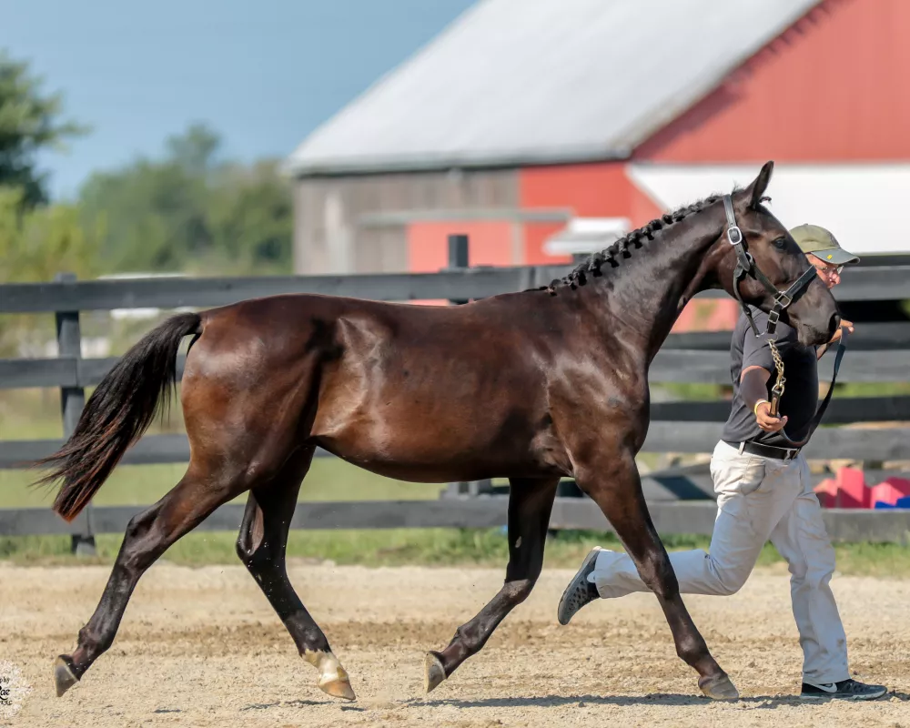 13 months old. At the Hanoverian yearling futurity. 