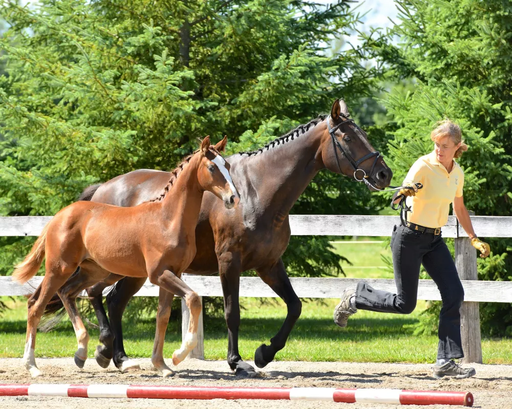 Flambé wins Reserve Championship out of 24 dressage foals!