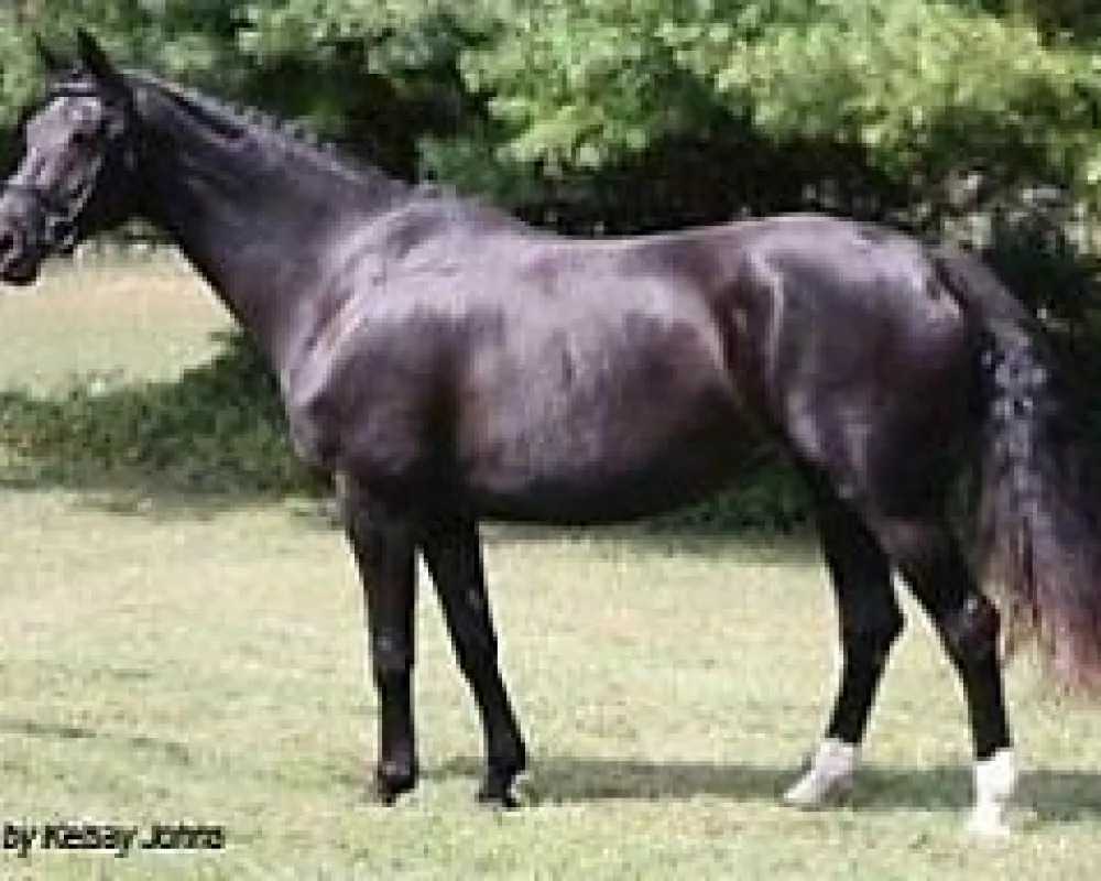 Granlygards Feauty by Blue Hors Future Cup