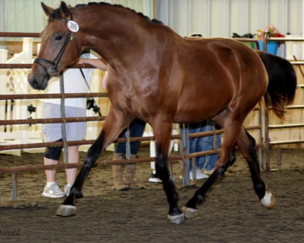 Marcato MG (Hennessy x Flemmingh) 2 year KWPN colt #2 USDF HOY