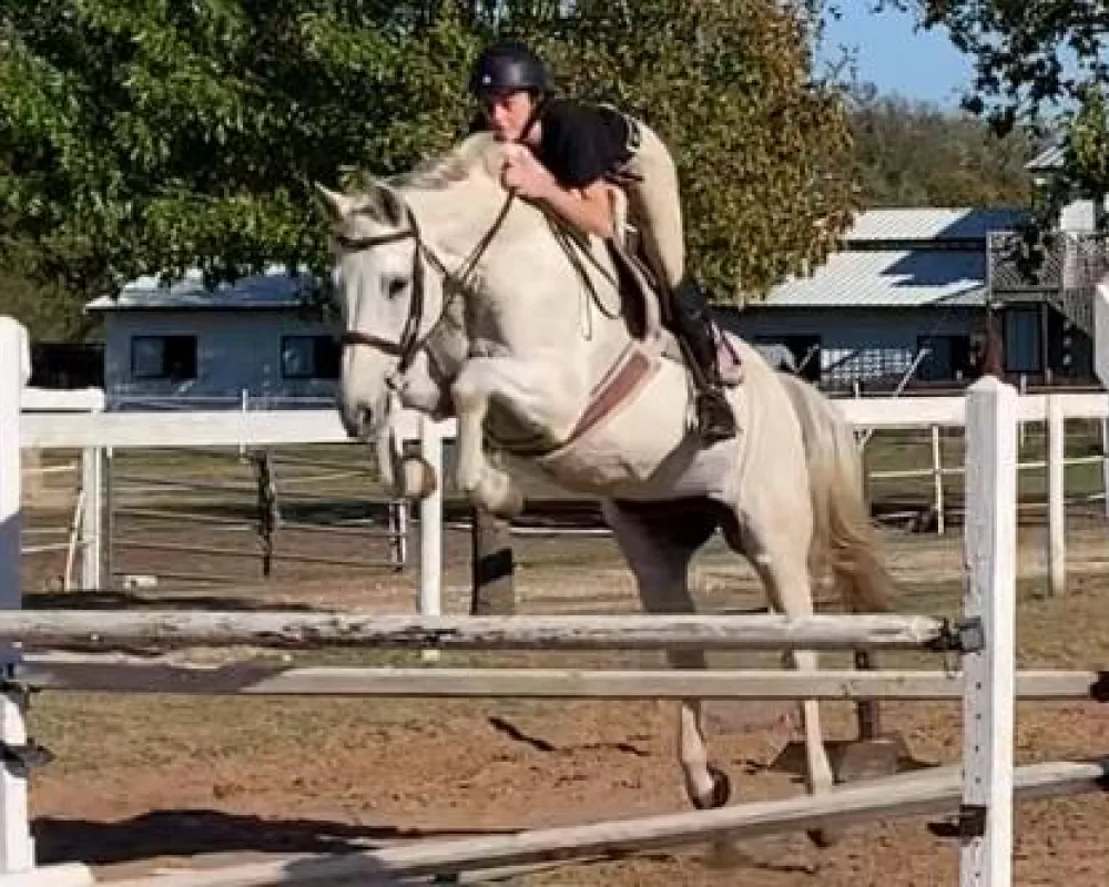 Adele at a dressage clinic 2017