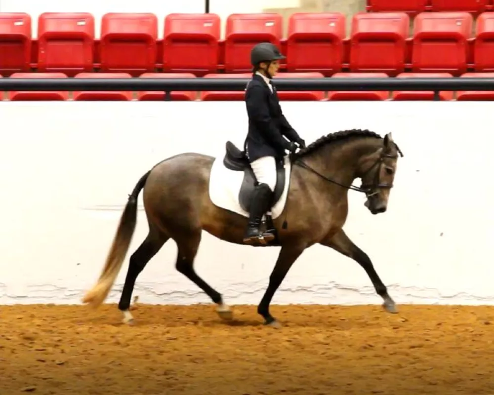 2019 IALHA Top 5 - Dressage Suitability