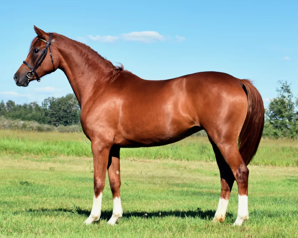 Conformation shot of Menuet at 2 yrs old