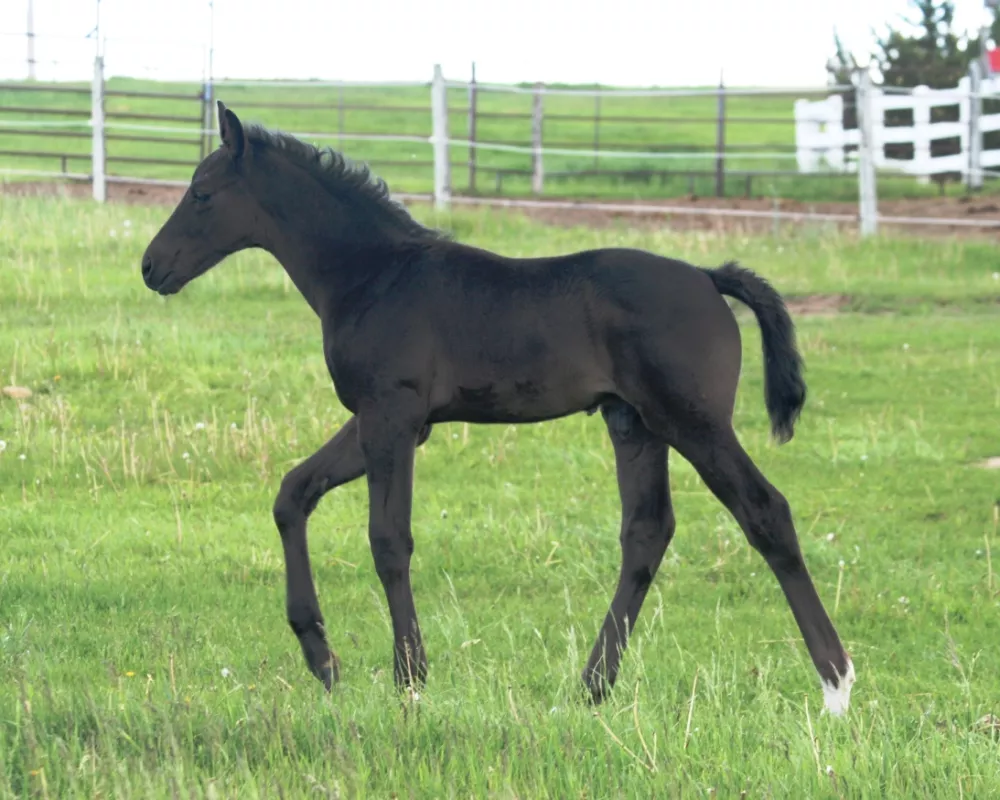 Grey Flanell x Calvados colt